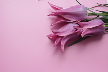 
background for text flowers layout lettering inscriptions text text write backgrounds