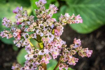 pink and white flowers
