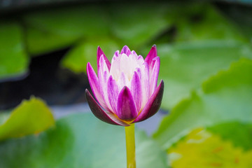 Obraz premium Pink lotus flower blooming in the basin