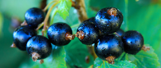 Black currant berries on a branch in summer garden.