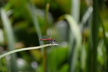 libellule rouge 