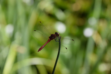 libellule rouge 