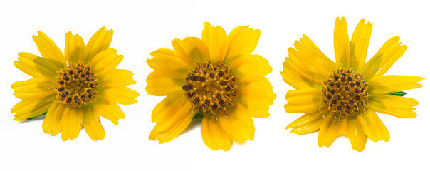 Sphagneticola trilobata. Close-up small yellow flower isolated on white background. Creeping daisy. Singapore daisy.