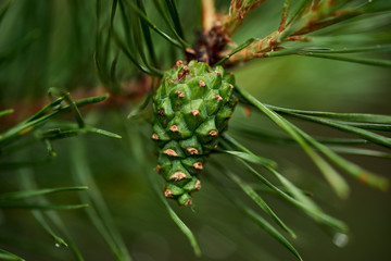 pine young green bump on a tree branch macro shot
