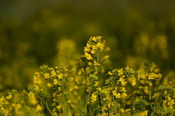 Fototapeta premium In Zschopau