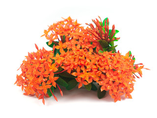 Rubiaceae flower isolate on white background. Ixora coccinea flower blossom in a garden. Red spike...