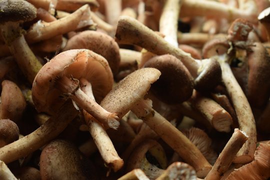 Armillaria mellea ft9110_0172 Funghi chiodini  Armillaire couleur de miel