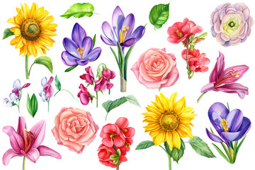 Set of beautiful flowers, sunflowers, lilies, roses, crocuses, quince, ranunculus, sweet peas on an isolated background, botanical illustration, watercolor floral design