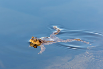 Common toad, European-toad, Bufo bufo floating on spring pond, in natural habitat - Czech Republic, Europe wildlife