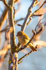 small song bird Willow Warbler (Phylloscopus trochilus) sitting on the branch. Little songbird in the natural habitat. Spring time. Czech Republic, Europe wildlife