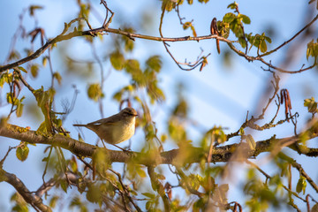 small song bird Willow Warbler (Phylloscopus trochilus) sitting on the branch. Little songbird in the natural habitat. Spring time. Czech Republic, Europe wildlife