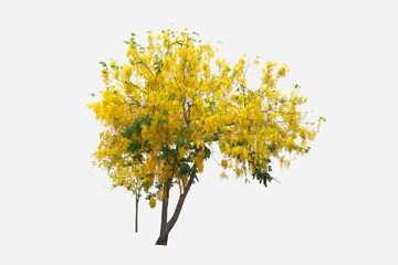 Tabebuia or Golden tree or Tallow Pui tree on isolated, an evergreen leaves plant di cut on white background with clipping path..