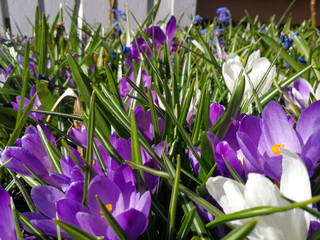 purple crocus flowers