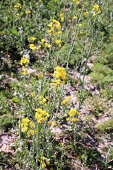 Obraz premium yellow flowers in the forest