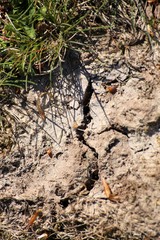 tree roots in the ground