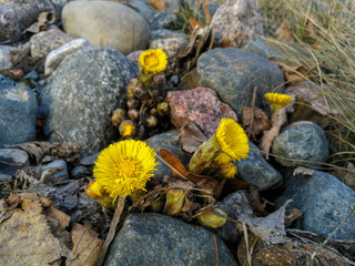 yellow flowers on the rocks