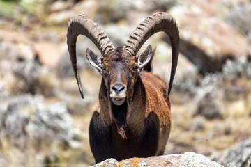 male of very rare Walia ibex, Capra walie, rarest ibex in world in Simien Mountains in Northern...