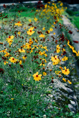 yellow flowers in the garden