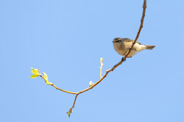 small song bird Willow Warbler (Phylloscopus trochilus) sitting on the branch. Little songbird in the natural habitat. Spring time. Czech Republic, Europe wildlife