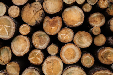 Chopped wood in Thuringen forest