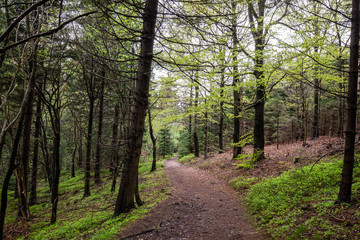 Thuringian Forest