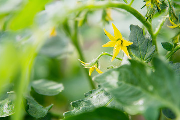 View of yellow tomato flowers. Abundant flowering. The concept of agricultural plants, flowers, background, garden.