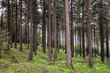 Fototapeta na wymiar Thuringian Forest