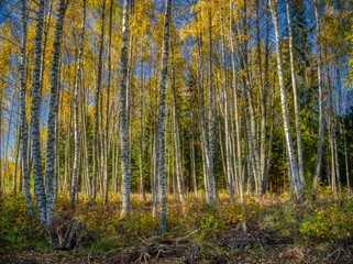 Fototapeta na wymiar birch forest in autumn