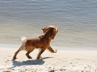 A red cocker spaniel dog joyfully runs along the beach near the water. Holidays at sea with pets....