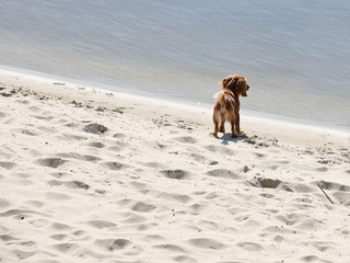 A red cocker spaniel dog joyfully runs along the beach near the water. Holidays at sea with pets....