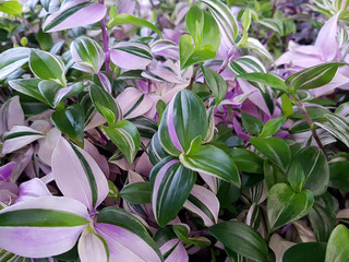 View of the colorful leaves of a plant tradiscantia of green white and purple. Plant concept, background.