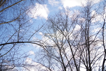 Bare branches of several trees, bushes against a blue sky with white clouds, close-up