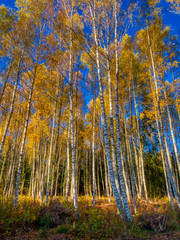 birch trees in autumn