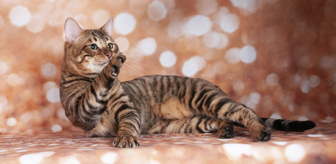 Toyger cat on a cat show