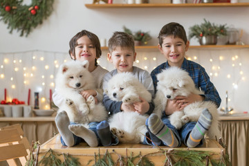  Boy brothers, home, samoyed puppy, fun. Christmas
