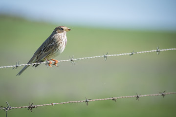 bird lands on fence in field
