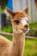 Fototapeta premium Alpaca 117