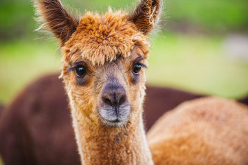 Alpaca 115