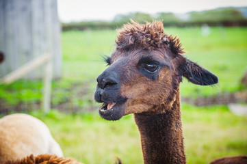 Alpaca101 © Christopher Kirk