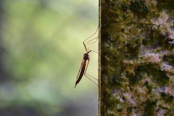 Sleeping mosquito