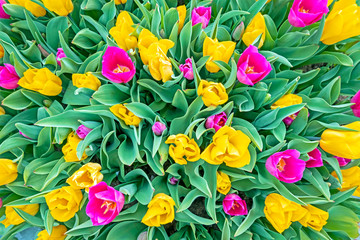 Fototapeta na wymiar Bouquet of blossoming tulips in spring