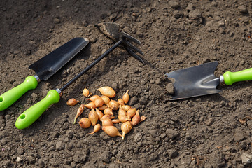Manual planting of onions in the ground. Spring gardening. Garden tools and seedlings on the soil. Spring in the garden. Onion plantation in the garden.