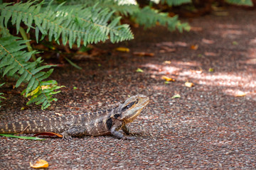 Iguana Lizard Reptile close up macro shot. Beautiful Animal closeup. Crawling, walking and looking up. Natural wildlife shot. Wild animal in nature. Shot in Australia. 