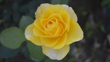 yellow rose on a green background