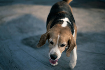 Beagle Dog