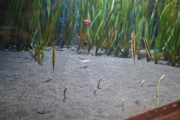Sand, Aquarium