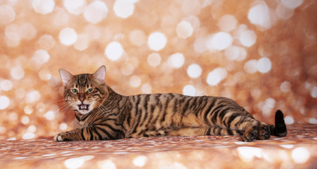 Toyger cat on a cat show