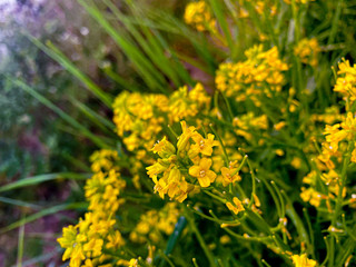 Photo d'une magnifique fleur en pleine période estivale retouchée avec Lightroom.