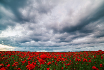 Fototapeta premium Field with blooming red poppies and dramatic sky.