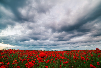 Field with blooming red poppies and dramatic sky.